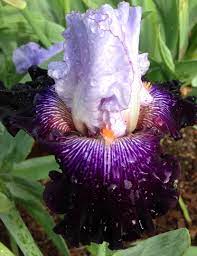 Our family owned farm grows over 400. Bearded Iris Bonanza Finegardening