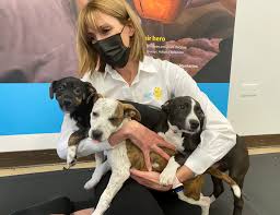 We did not find results for: U S Pet Adoptions Still Strong As Cats Dogs Melt Stress Reuters