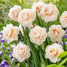 Ivory Double Flowers With Orange Petaloids Resemble Small Roses Plant Daffodil Bulbs In Perennial Gardens Or Sunny Border Daffodils Daffodil Bulbs Fall Plants