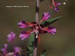 Clarkia Unguicilata Woodland Clarkia Elegant Clarkia Succulents Garden Plants Bloom