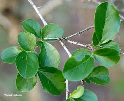 Image result for Dovyalis zeyheri