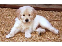 Bacardi and brandy have full run of the house and a farm to to run on and a pond to swim in. Golden Retriever Puppies In Mississippi
