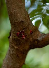 Image result for Averrhoa