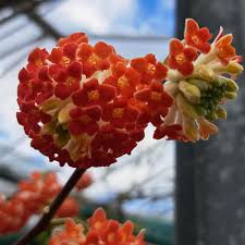 Image result for Gnidia chrysantha