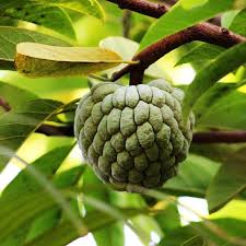 Also known as sweetsop, sugar apple, atis, etc., fruit is white and creamy, sweet and tasty, high in iron and a good addition to any yard, garden or farm. Atis Filipino Fruit