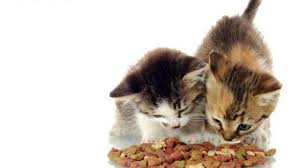 Maybe you would like to learn more about one of these? 6 Jenis Makanan Berprotein Tinggi Untuk Kucing Yang Baik Bagi Pertumbuhannya Arenahewan Com