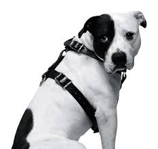 Itaatkar Bir Pitbull Nasil Egitilir