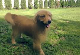 Golden's are lovable, highly intelligent originally bred as a hunting dog for retrieving waterfowl it makes an ideal pet for any type of family. Akc Golden Pups Golden Retriever Puppies New Hampshire