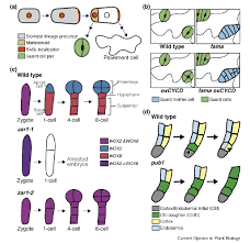 Interphase is composed of three subphases. Plantae Review A Plane Choice Coordinating Timing And Orientation Of Cell Division During Plant Development Current Opinion In Plant Bio Plantae