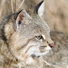 The other name of colocolo wild cat is pampas cat, scientific name leopardus colocola. Gato Del Pajonal Leopardus Colocolo Felinos De Argentina