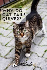 Why Do Cat Tails Quiver Cats Cat Tail Cat Biting