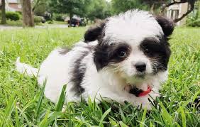 Check spelling or type a new query. 12 Amazing Things About Pomapoo Dogs Pomeranian Poodle Mix