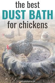 While dust bathing, your chickens will use the time to preen out old feathers, remove sheaths from new feathers and generally freshen themselves up. How To Make A Dust Bath For Chickens