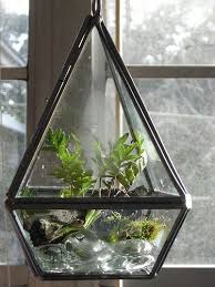 Old And New Terrariums Terrarium Old And New Resurrection Fern