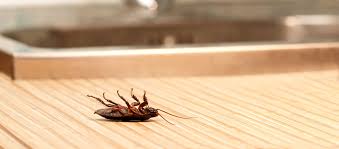 Petersburg & all of pinellas county, fl. Termite And Pest Control Services St Petersburg Fl Ranger
