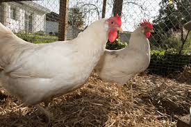 Leghorn Chicken All You Need To Know The Happy Chicken Coop