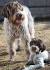Black Wirehaired Pointing Griffon