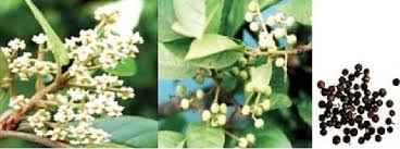 Image result for Embelia schimperi