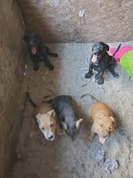 Maybe you would like to learn more about one of these? Free Puppies Petclassifieds Com