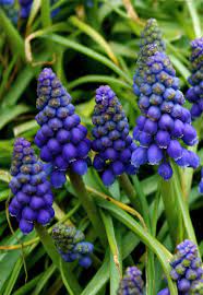 Grape Hyacinth I Love The Smell Of Hyacinth Mine Are Growing In The House Right Now Growing Grapes Grapes Grapevine Growing