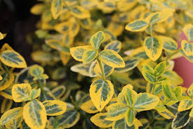 Image result for Euonymus fortunei