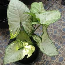 Jual Zplant Keladi Putih Tanaman Hias Online Oktober 2020 Blibli Com