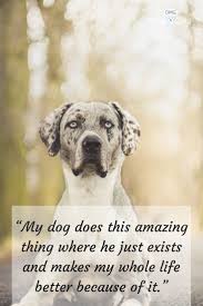  550 Dog And Rabbit Quotes Care Ideas Dog Quotes I Love Dogs Dog Love