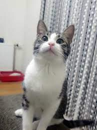 tekir kedi resimleri 18 en sevimli tekir kedi fotografi fotograf indir tekir kediler cok sirin hayvanlar kedi