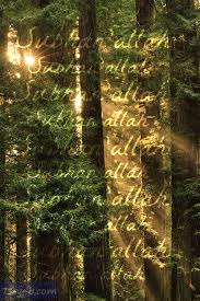 صور إسلامية بالإنجليزي صور دينية مكتوب عليها بالإنجليزي Sequoia Sempervirens Nature Tree Forest