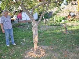 Des weiteren darf ein baum nicht gefällt werden, wenn er unter eine so genannte baumschutzsatzung fällt. Havelberg Biber Fallt Obstbaume Volksstimme De