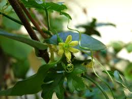 Image result for Kedrostis africana