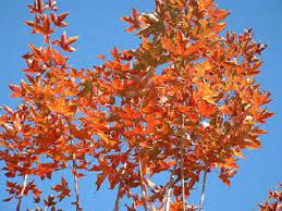 5% off your lowe's advantage card purchase: Shantung Maples Metro Maples