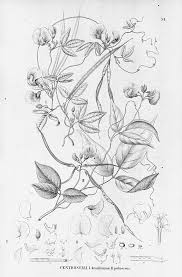 Image result for Centrosema pubescens
