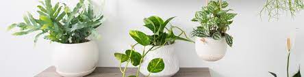 Indoor plants for bedroom australia. Indoor Plants Our Top Picks With Pots To Match Flower Power