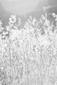 Pin By Sunshine On White Shades Of White White Aesthetic White Flowers