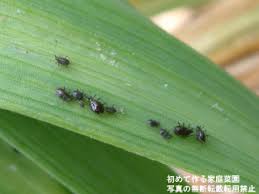 プランターでニンニクを育てる 初めて作る家庭菜園