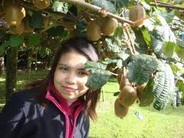 Often sweeter than the kiwifruit, hardy kiwifruit can be eaten whole and need not be peeled. Me And Kiwi Fruit Trees Picture Of Waitomo Caves Waitomo District Tripadvisor