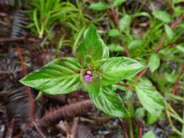 Image result for Cuphea carthagenensis