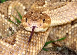 Check spelling or type a new query. Crotalus Unicolor Aruba Island Rattlesnake Endangered Animals Snake Animals
