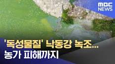 낙동강 녹조 독성에 대한 이미지 검색결과