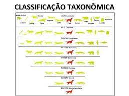 Foram dos primeiros a surgir e são baseados no interesse e/ou utilidade dos seres vivos para o homem. Lessons Blendspace