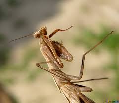 Check spelling or type a new query. Mantis Image Insect Praying Mantis Images Insect 23321 Torange Biz Free Pics On Cc By License