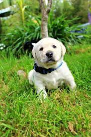 Match made on care.com every 3 minutes, so find your perfect pet care provider today. Adorable Labrador Retriever Puppies For Sale In Oregon City Oregon Classified Americanlisted Com