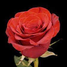 Flower delivery to houston today for low prices. Bulk And Diy Flowers Scent Violet Flowers And Gifts Houston Tx