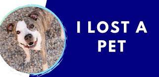 Fort wayne animal care & control 5.7k views · june 15 Lost And Found Pets City Of Fort Wayne