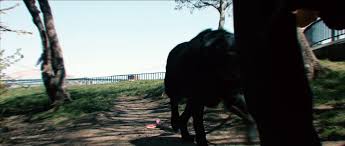 Help center contributor zone polls. The Dog Walker Movie Video Dailymotion