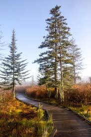 Balsam Fir Along Freeland Boardwalk Canaan Valley National Wildlife Refuge West Virginia By Cindy Phillips C Cr Blackwater Falls Canaan Valley West Virginia