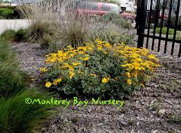 Image result for Erianthemum schelei