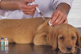 Banfield pet hospital offers a wide range of services — from physicals and tests to surgical procedures — at its locations across the u.s., mexico, and the u.k. Q4exlw1adjpecm