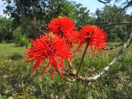 Image result for Erythrina abyssinica × lysistemon